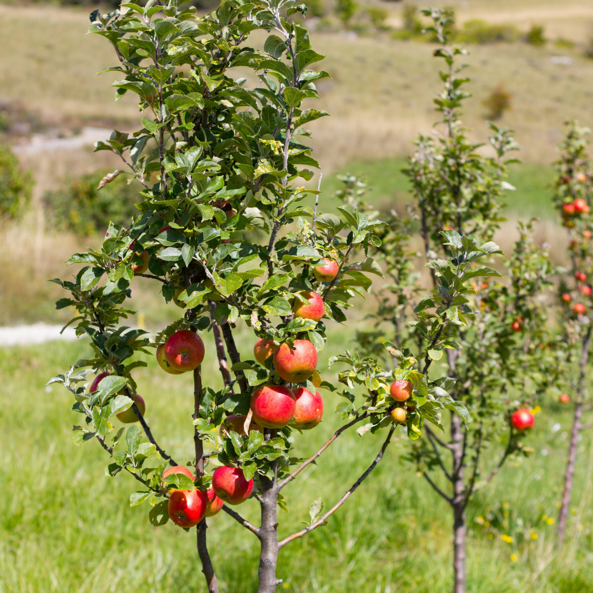 Close-up view of bright green Granny Smith apples hanging from tree branches with lush green leaves.