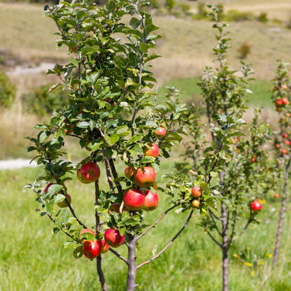 Close-up view of bright green Granny Smith apples hanging from tree branches with lush green leaves.