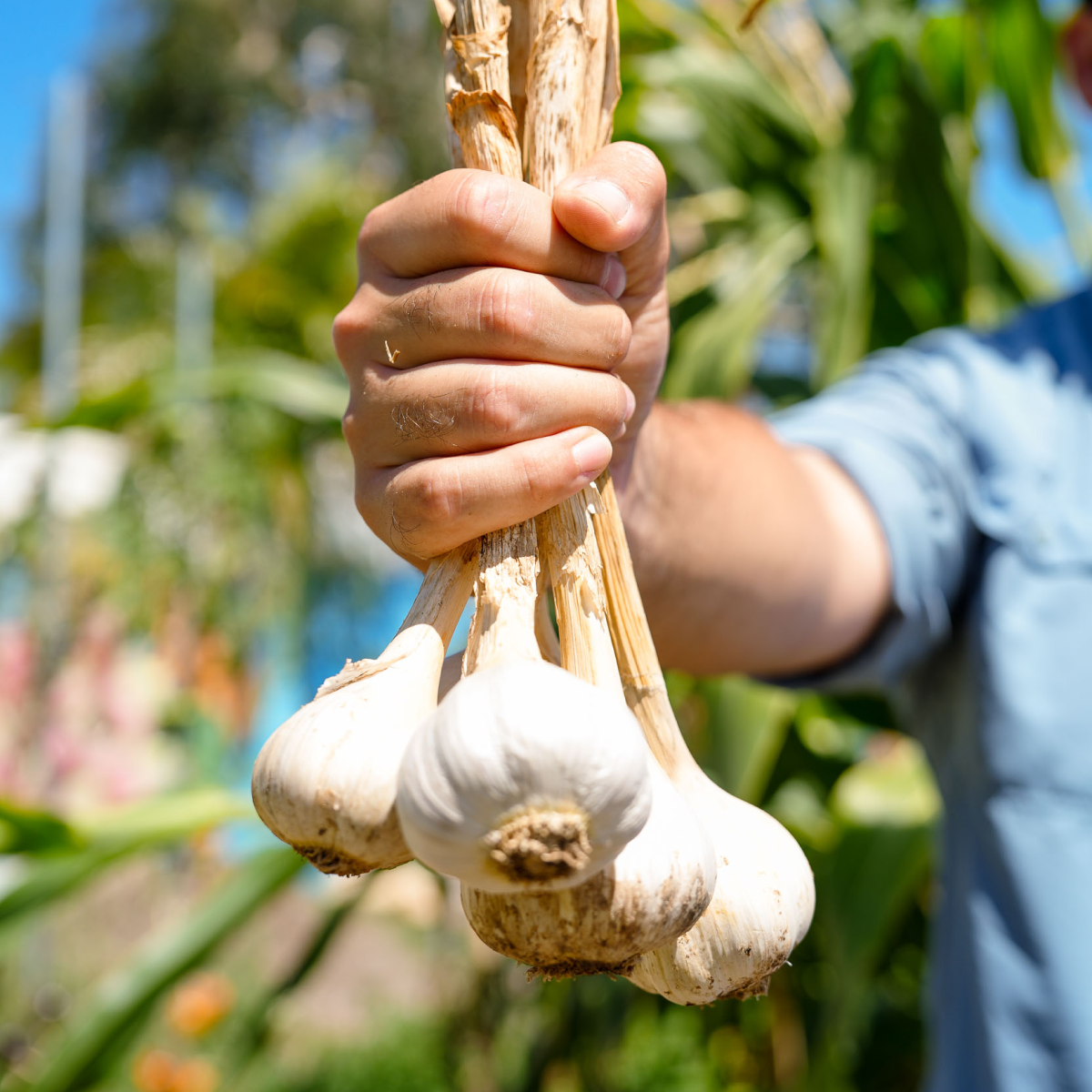 A man holding garlic