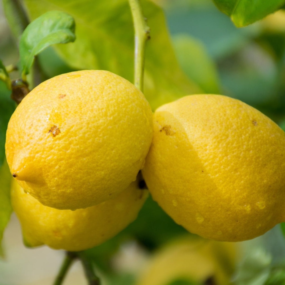 Two ripe Genoa lemons growing on a leafy tree branch.