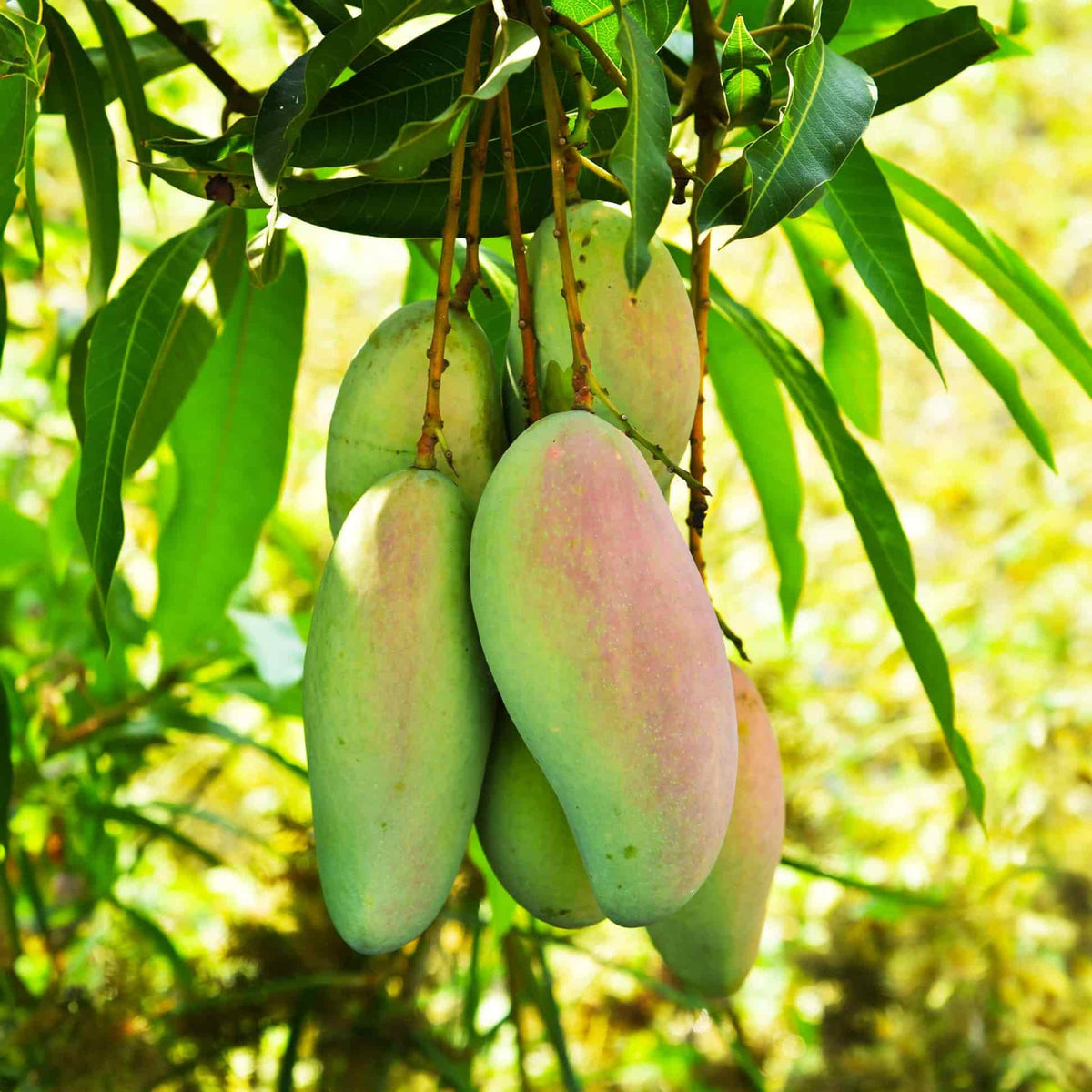 Cluster of unripened green Glenn Mangoes with a faint pinkish-red blush hanging from a tree branch amidst lush green leaves.