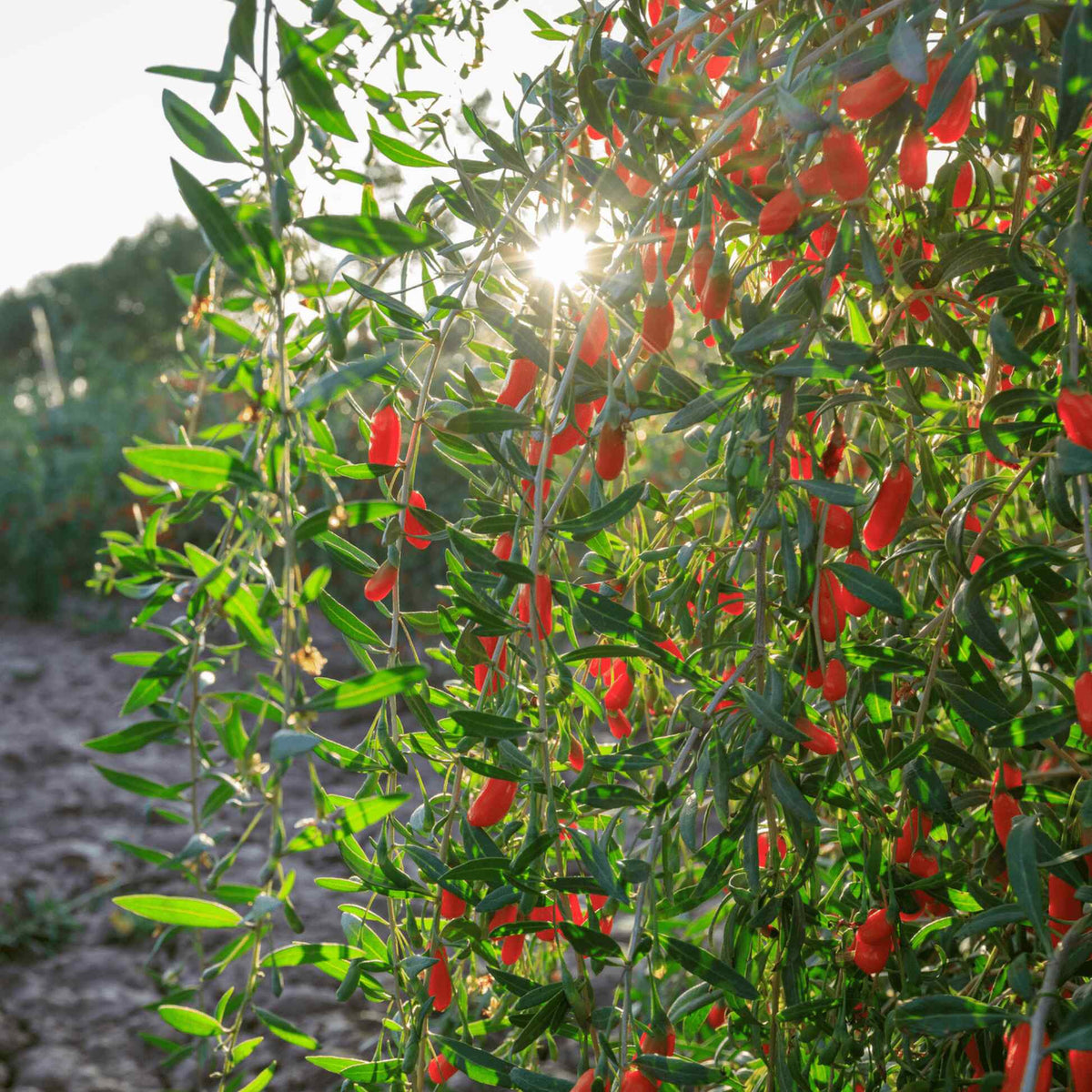 Sunlight shining through weeping branches of a Goji Berry bush laden with bright red berries in a field.