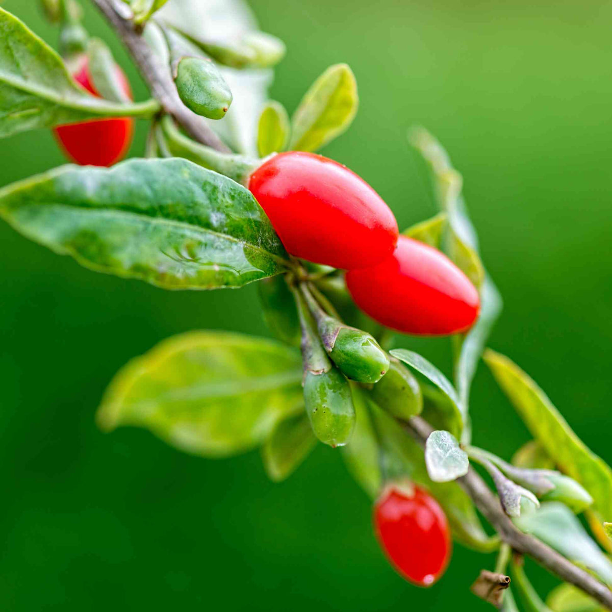 Ripe red Goji Berries growing on a leafy stem.