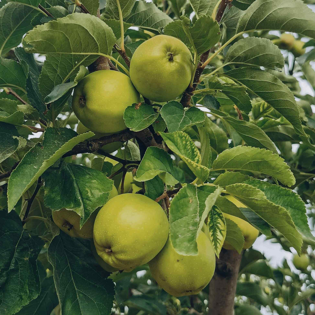 Cluster of crisp green apples ripening among dense foliage on a Granny Smith Apple Tree branch.