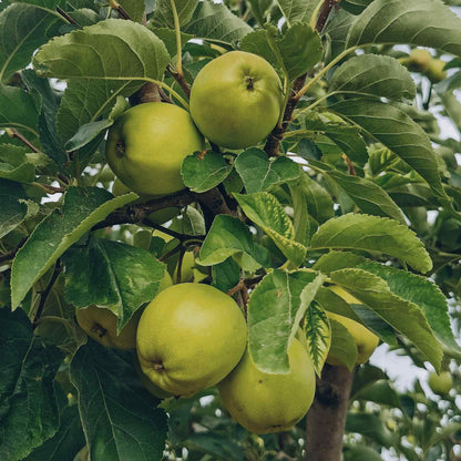 Cluster of crisp green apples ripening among dense foliage on a Granny Smith Apple Tree branch.