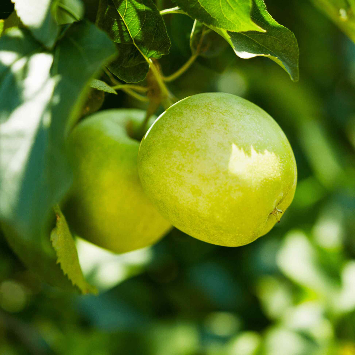 Close-up of bright green apples growing among leaves on a Granny Smith Apple Tree branch.