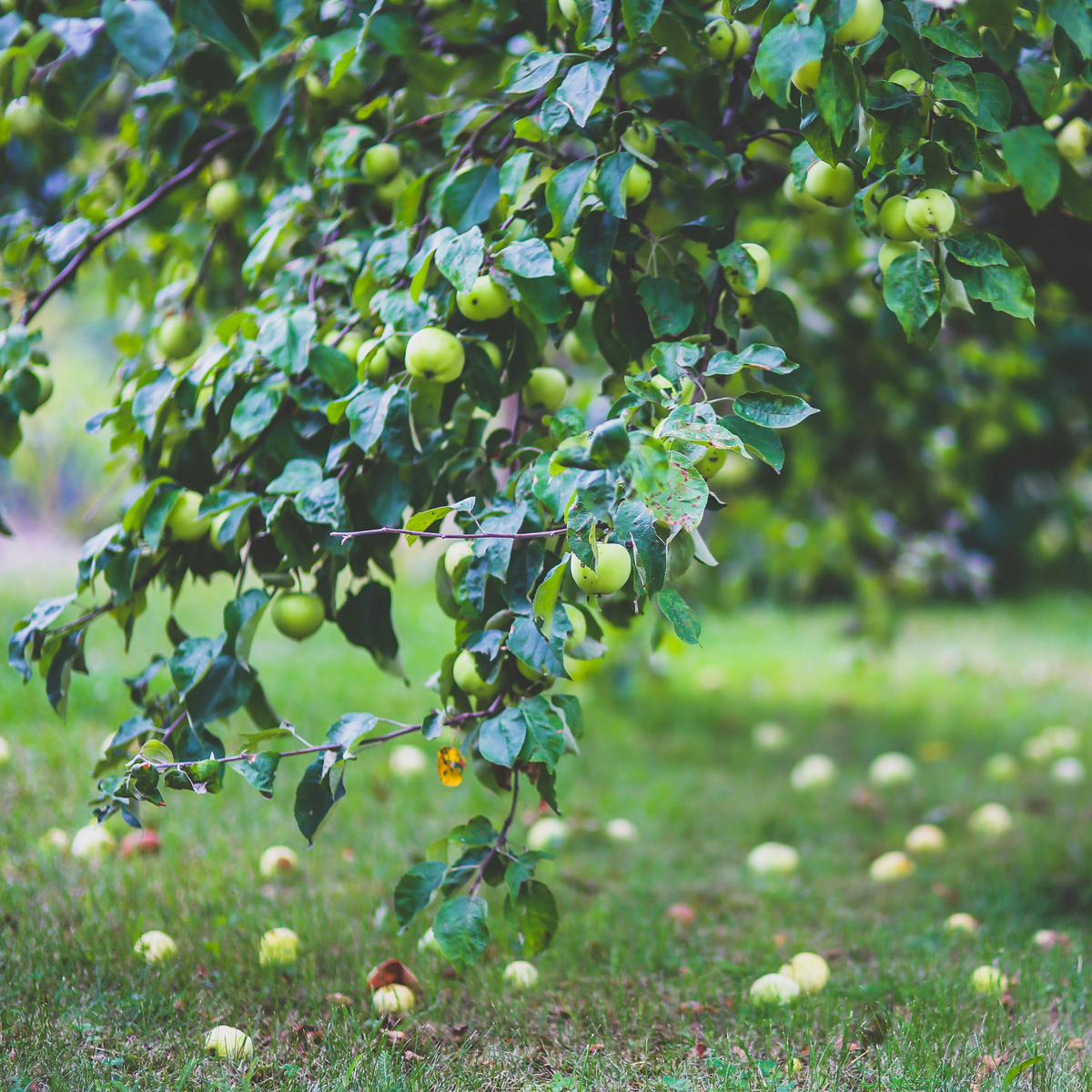 Green apples hanging on low tree branches with fallen apples scattered across the grassy ground in an orchard setting.