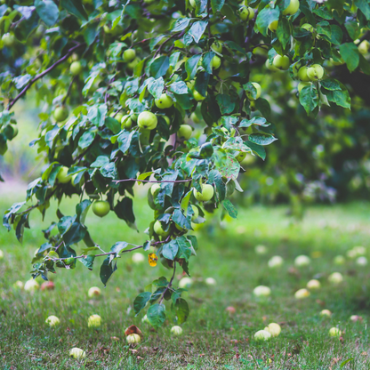 Green apples hanging on low tree branches with fallen apples scattered across the grassy ground in an orchard setting.