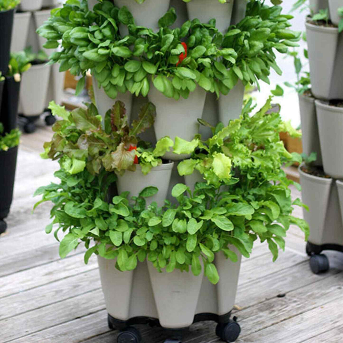 Stacked tiers of a stone-grey GreenStalk vertical planter on caster wheels, densely planted with mixed lettuces, red-tinged leaf greens and other herbs, standing on a wooden deck with similar planters visible in the background.