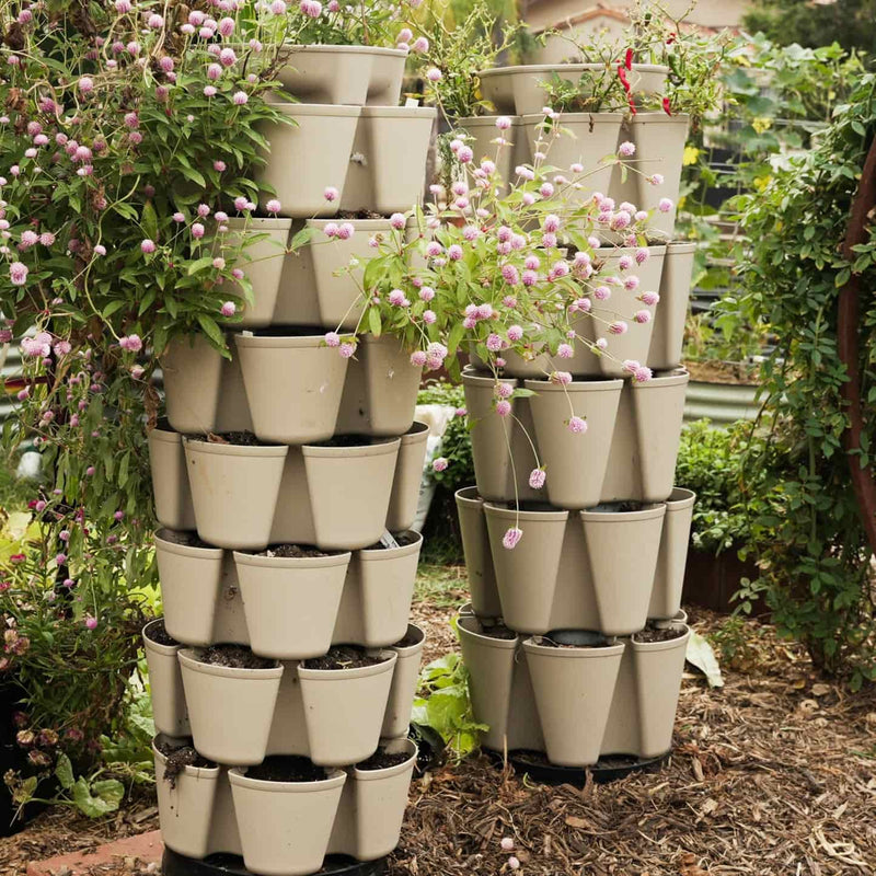 Two tan GreenStalk vertical planters, each stacked in tiers of angled pockets, growing globe amaranth with pink pom-pom flowers spilling over the sides, set outdoors on a mulched garden bed.