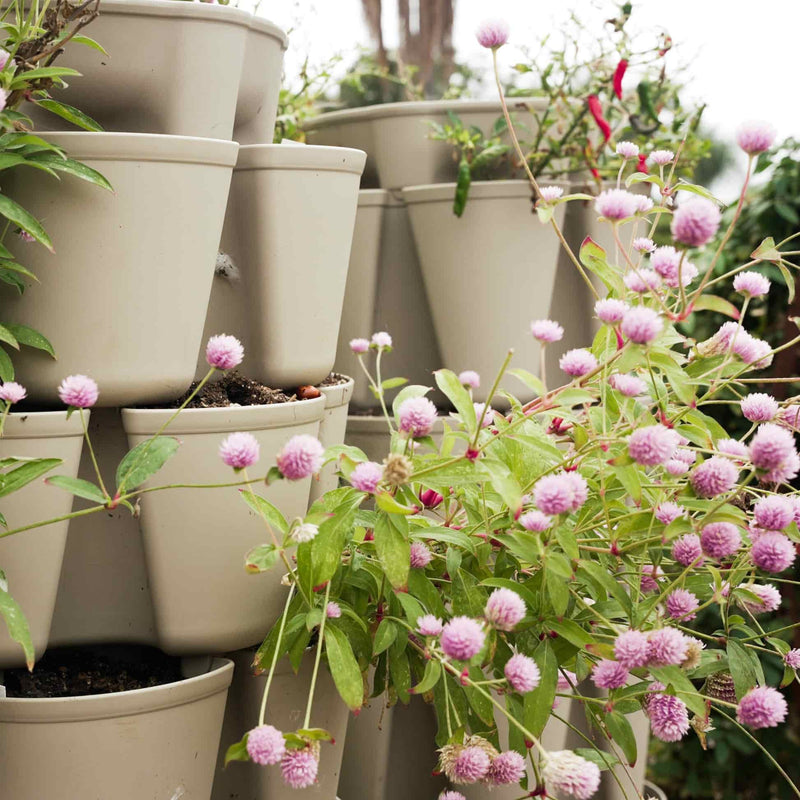Stacked tan-coloured tiers of a vertical planter hold trailing gomphrena with round, papery pink flower heads and slender green foliage cascading down the pots.