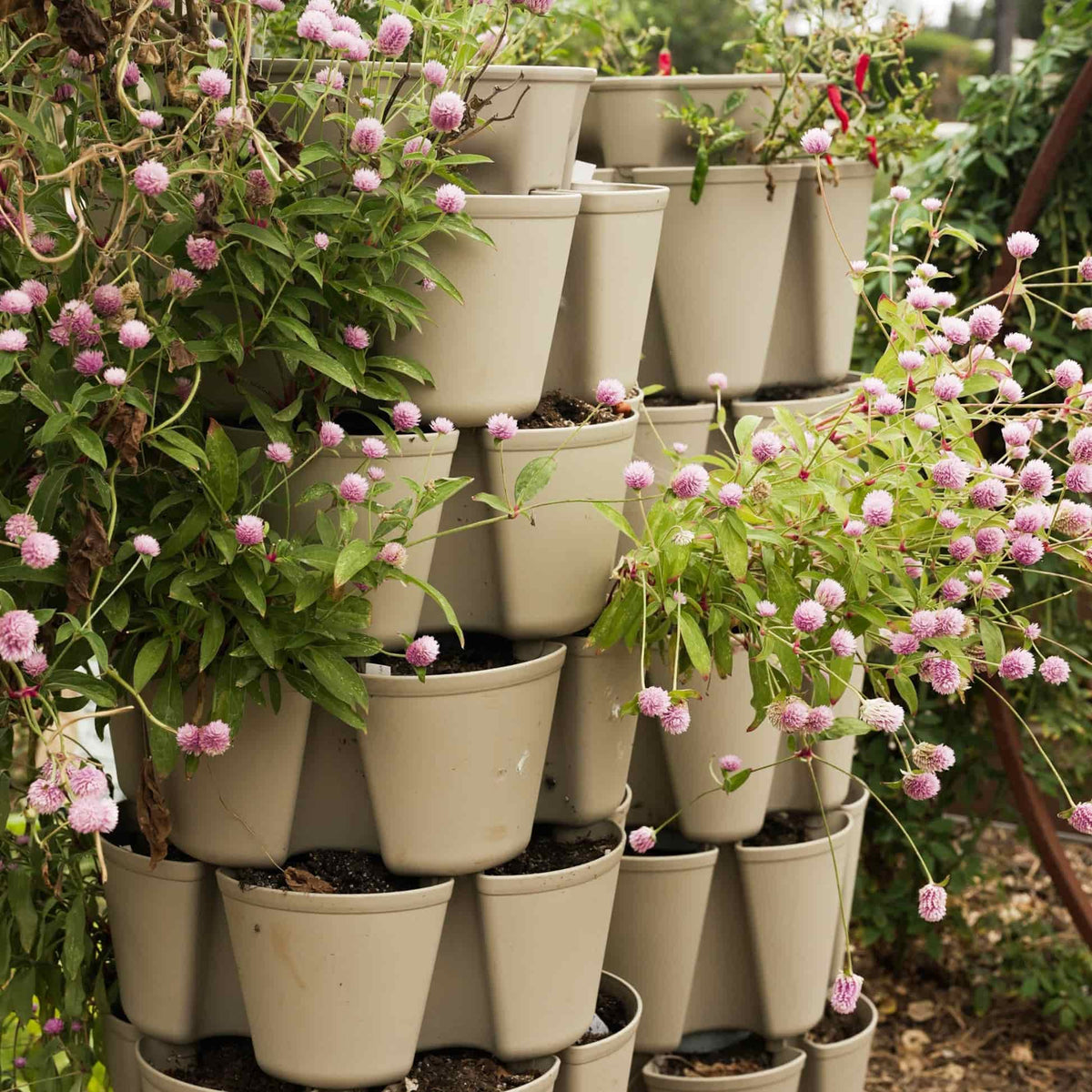 A stacked, multi-tiered tan GreenStalk vertical planter with several pockets overflowing with globe amaranth plants bearing round pink-purple flower clusters, set outdoors against greenery and a red pepper plant.