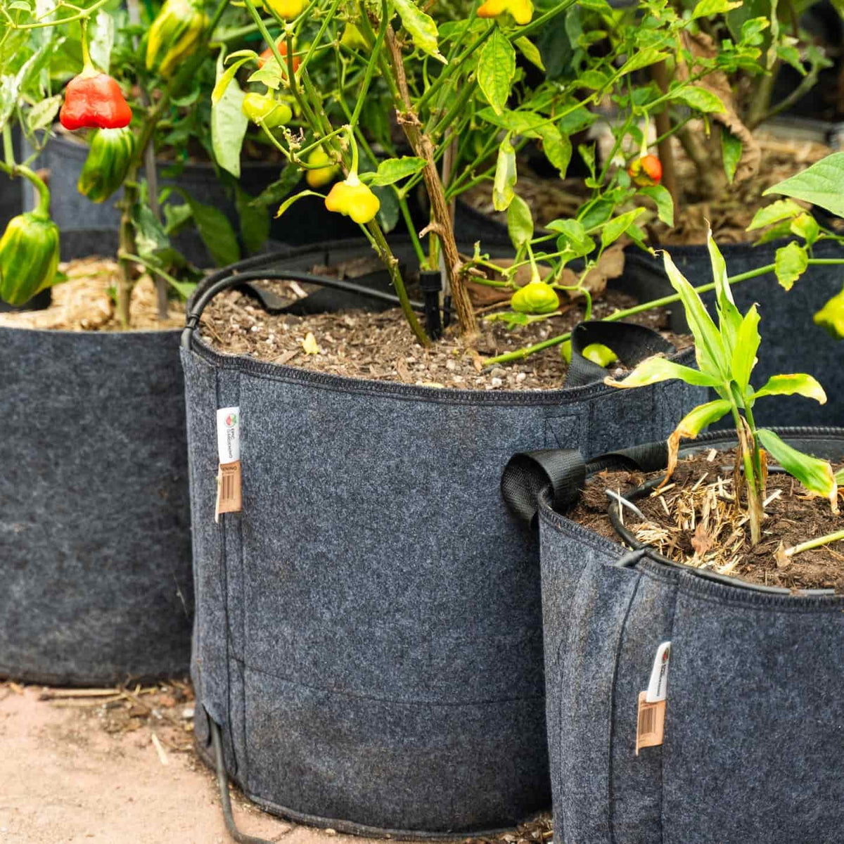 Row of grey fabric grow bags with reinforced handles, each fitted with a small labelled tag, planted with chilli pepper plants bearing red, orange and green fruit alongside a young sweetcorn seedling, arranged on a paved patio.