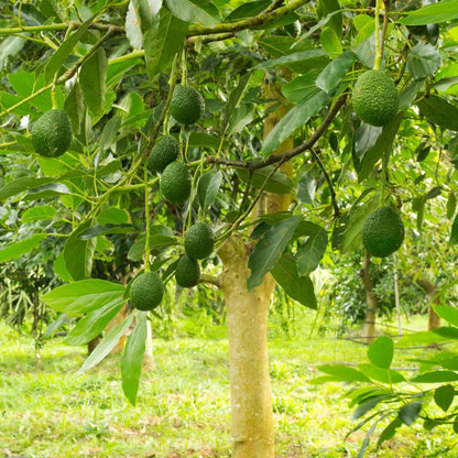 Clusters of pebbled green Hass Avocados hanging from leafy branches on a small tree trunk in an orchard.