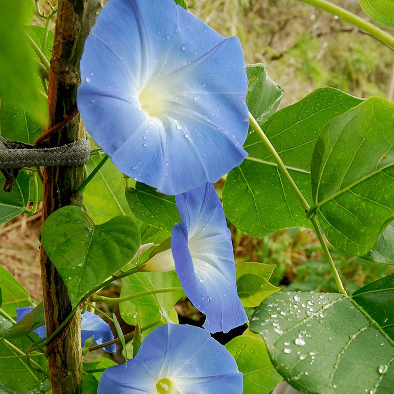 Close-up of Heavenly Blue morning glory flowers, sky-blue trumpet-shaped blooms with white throats and water droplets on the petals, twining around a wooden stake amid heart-shaped green leaves.