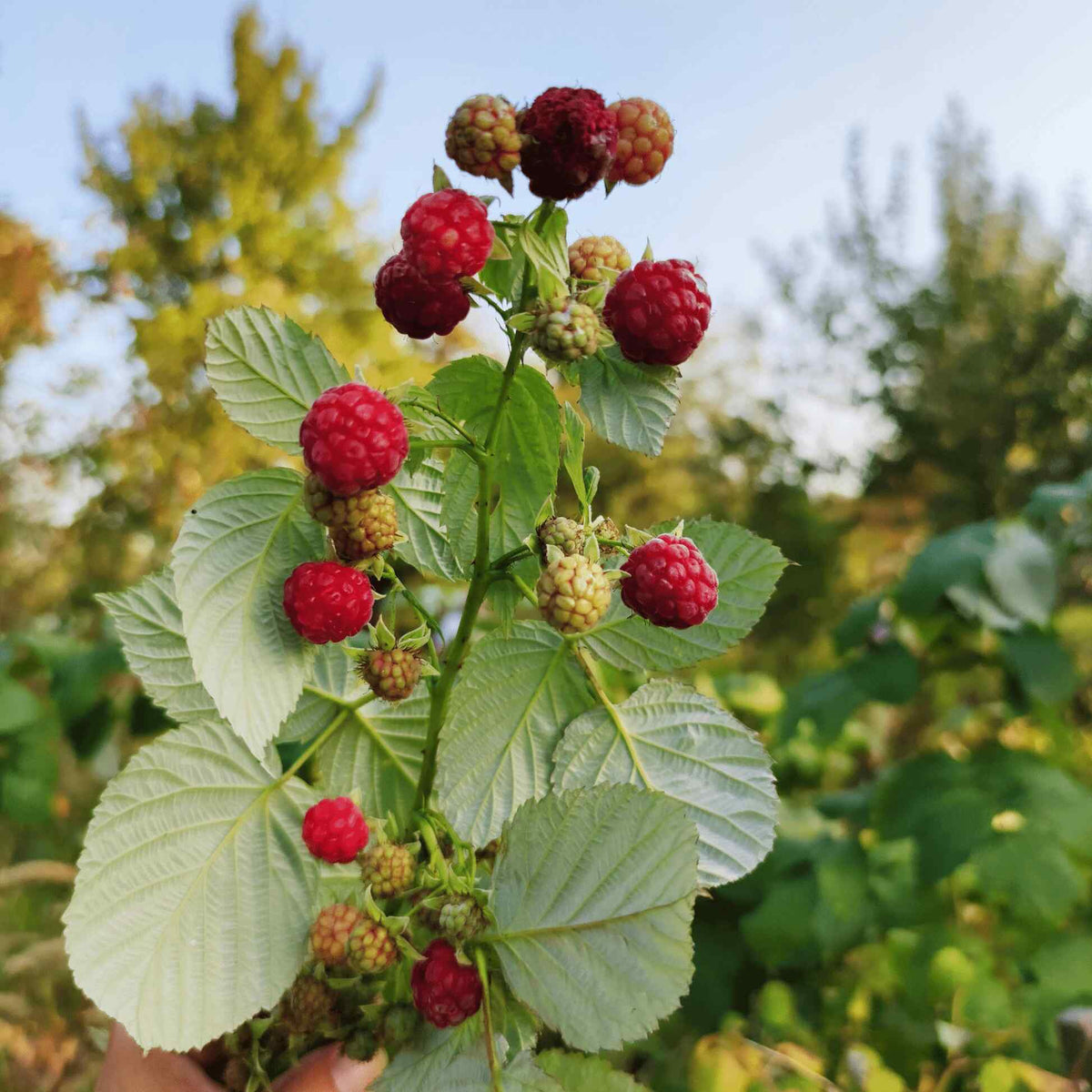 Clusters of ripe red and unripened raspberries growing on leafy branches of a Heritage Raspberry plant outdoors.