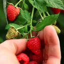 Close-up of a person's hands holding freshly picked bright red raspberries on a leafy Heritage Raspberry vine.