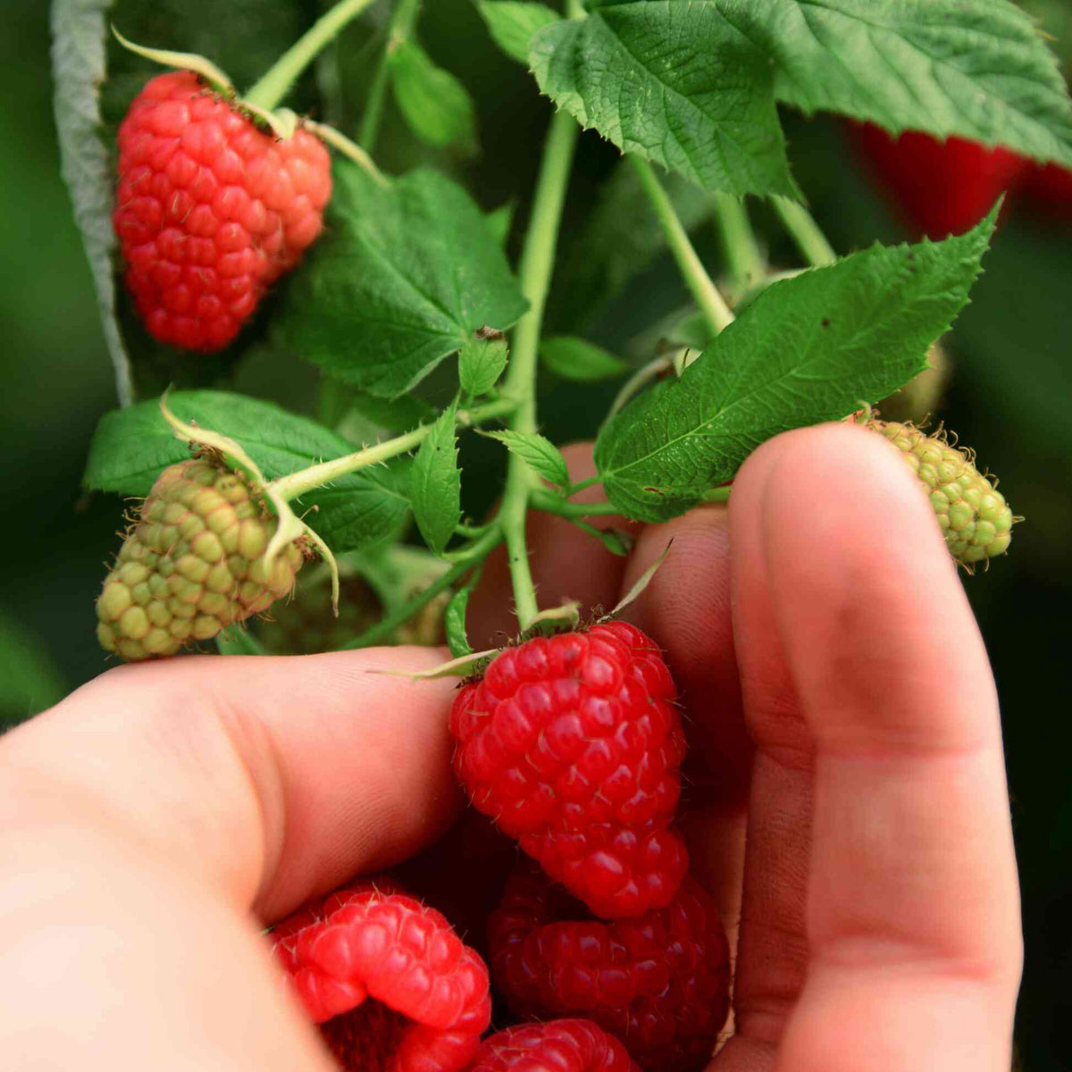 Close-up of a person's hands holding freshly picked bright red raspberries on a leafy Heritage Raspberry vine.