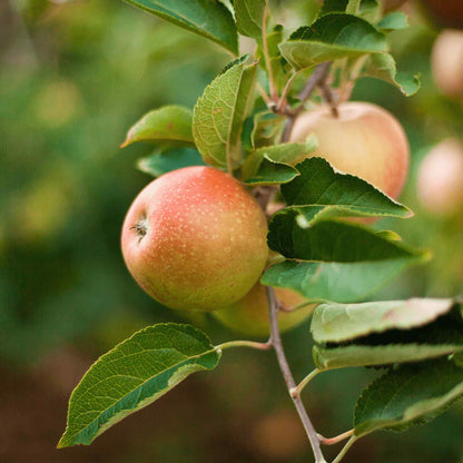 Honeycrisp apples ripening on a leafy tree branch.