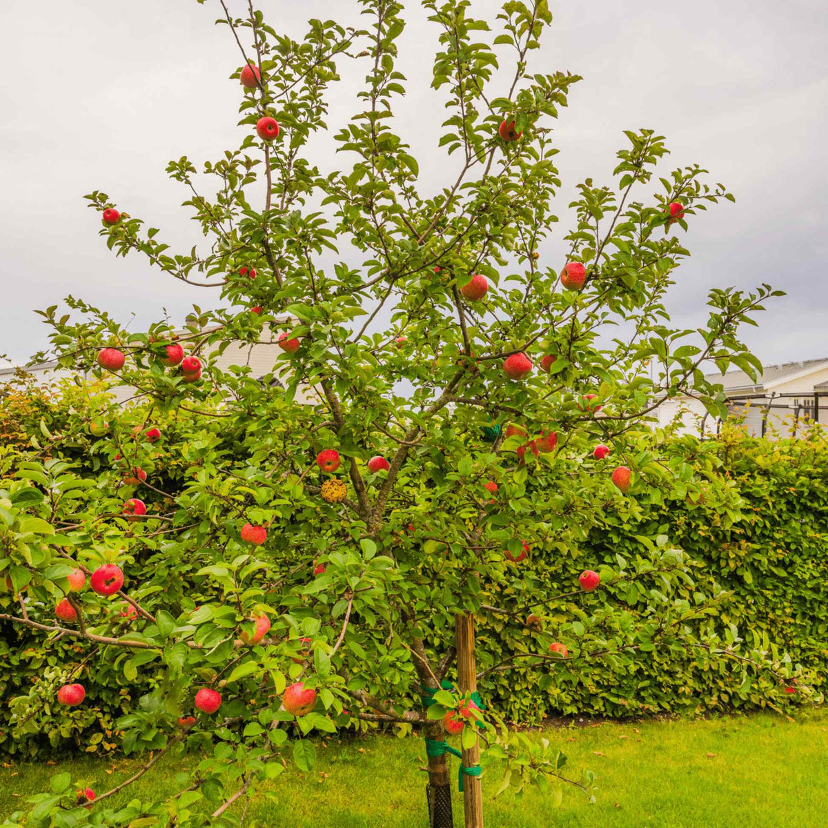 Full view of a leafy Honeycrisp™ Apple Tree growing on a lawn, filled with bright red apples along its branches in front of a garden hedge.