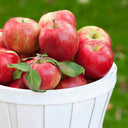 White basket filled with freshly harvested Honeycrisp apples and green leaves.