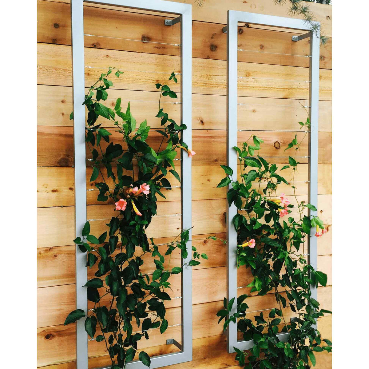 Two silver metal rectangular Ina Wall Trellises mounted on a light wood wall with flowering vines climbing through their wire grids