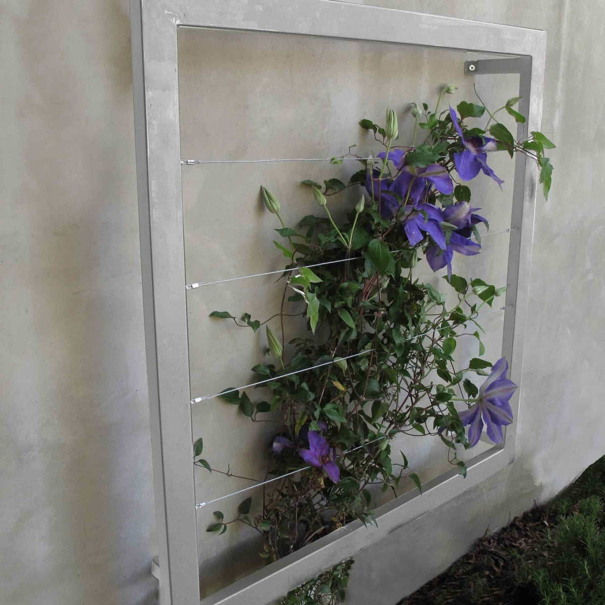 Silver square metal Ina Wall Trellis mounted on a gray wall with purple clematis flowers climbing through the wire grid