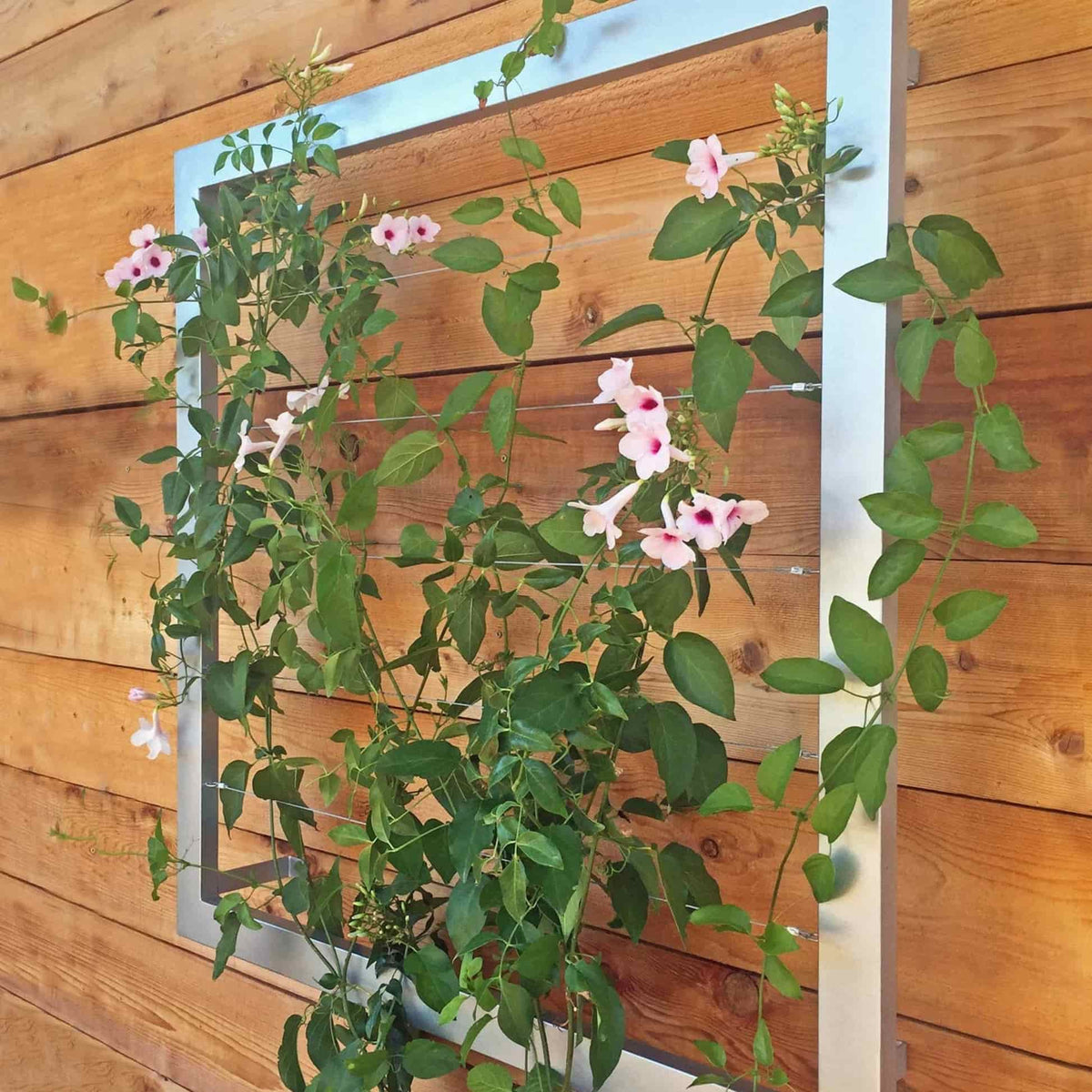 Silver square metal Ina Wall Trellis mounted on a horizontal wood panel wall with climbing vines and pink flowers