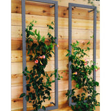 Two gray metal rectangular Ina Wall Trellises mounted on a light wood wall with flowering vines climbing through their wire grids