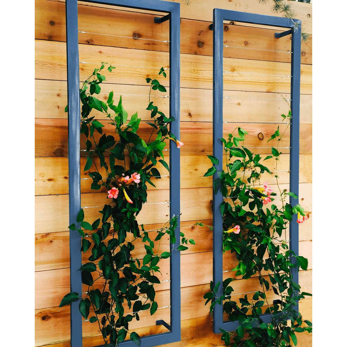 Two blue metal rectangular Ina Wall Trellises mounted on a light wood wall with flowering vines climbing through their wire grids