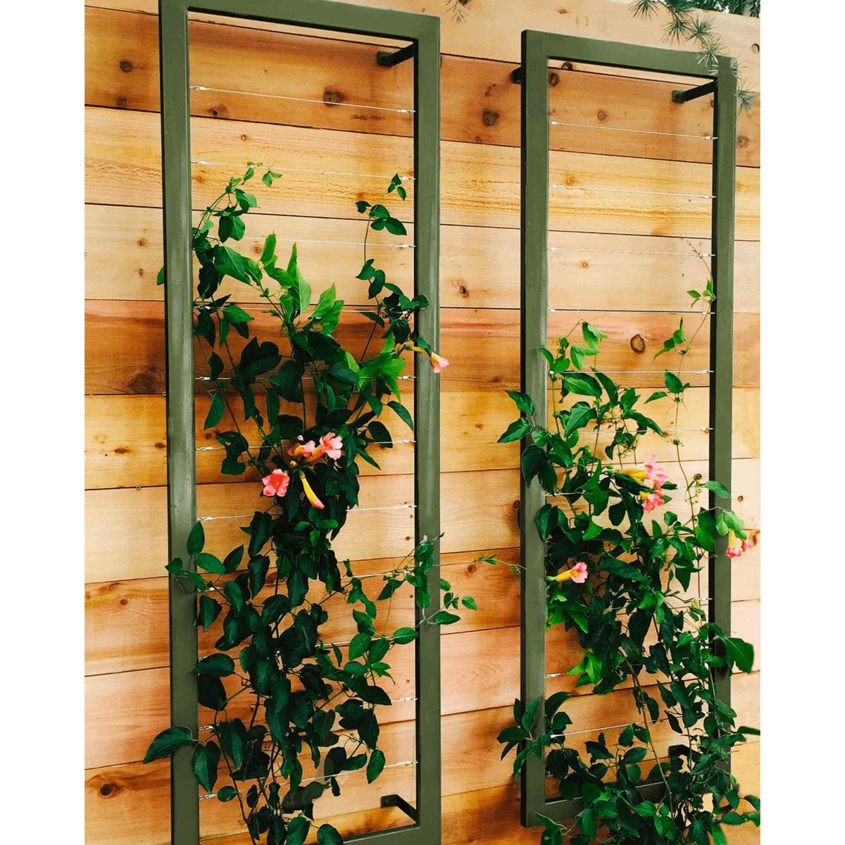 Two olive green metal rectangular Ina Wall Trellises mounted on a light wood wall with flowering vines climbing through their wire grids