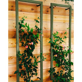 Two olive green metal rectangular Ina Wall Trellises mounted on a light wood wall with flowering vines climbing through their wire grids