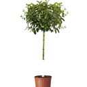 Potted Improved Meyer Lemon sapling with green foliage and white blossoms on a white background.