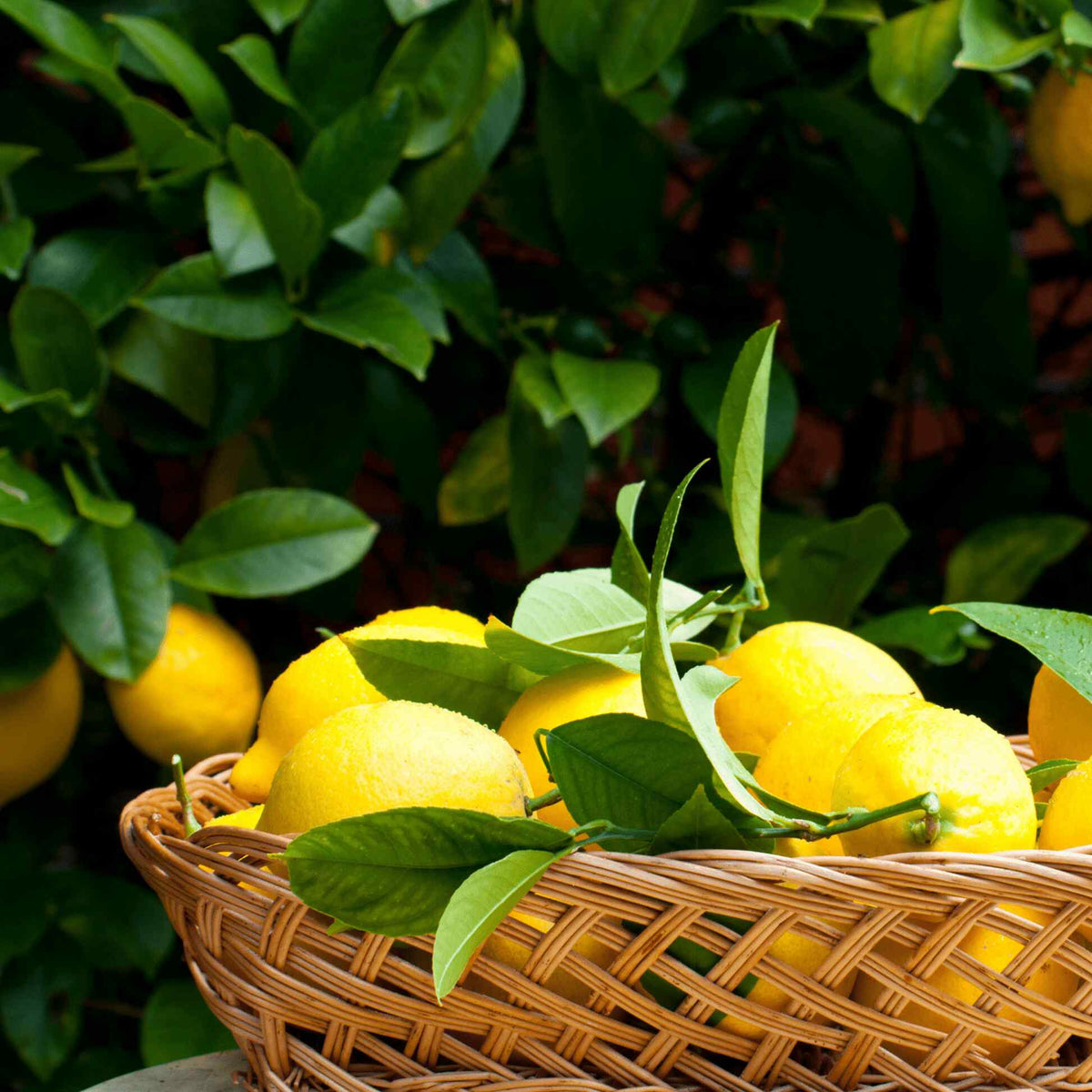Woven basket overflowing with freshly harvested yellow lemons and green leaves, set against a leafy green Improved Meyer Lemon Tree background.