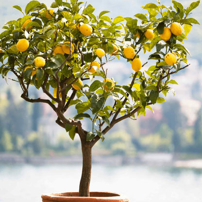 Potted Improved Meyer Lemon Tree loaded with ripe yellow lemons growing on leafy branches against a softly blurred natural background.