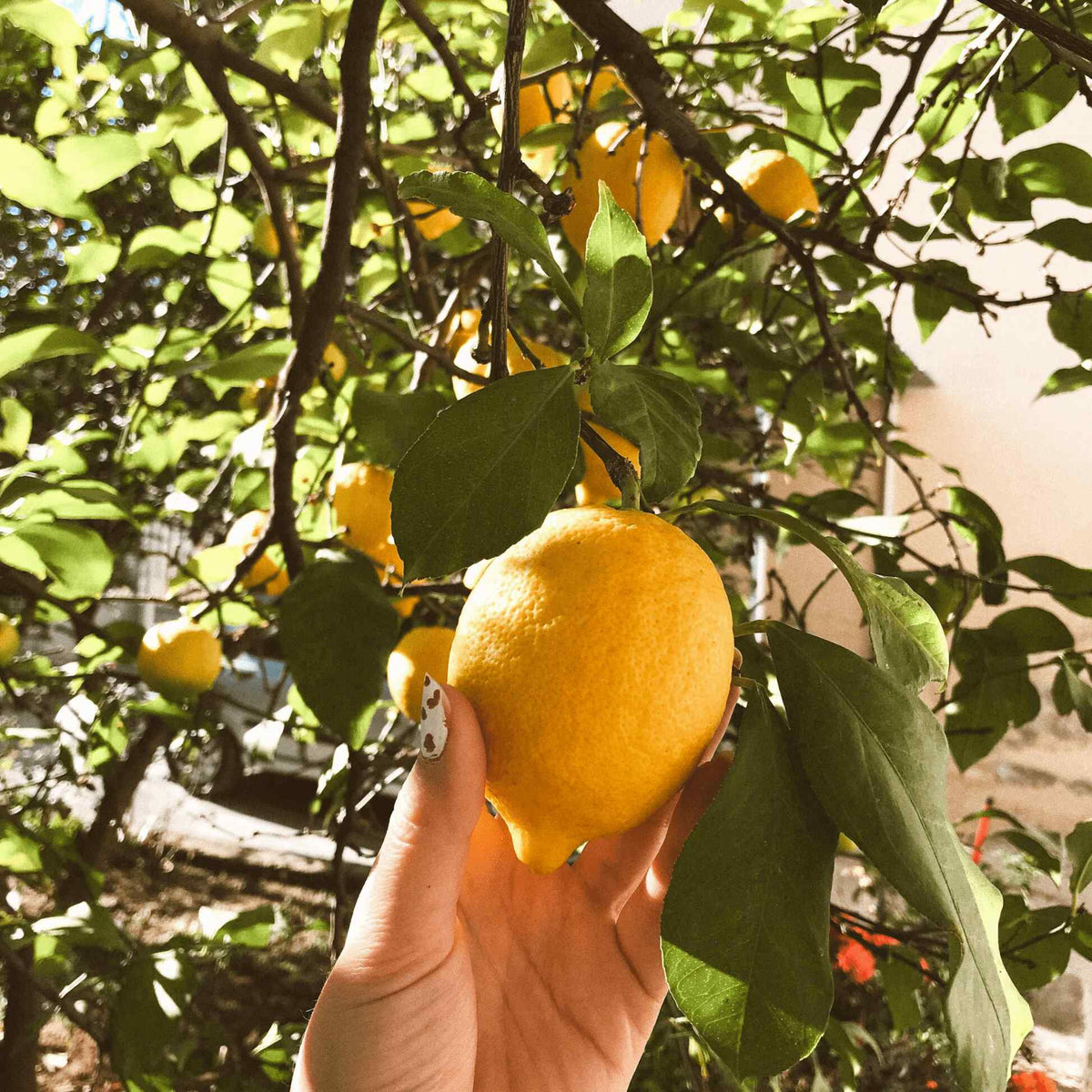 A hand cups a large ripe lemon still attached to a Meyer lemon tree, with more yellow fruit and glossy green leaves visible among sunlit branches.