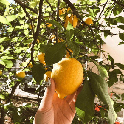 A hand cups a large ripe lemon still attached to a Meyer lemon tree, with more yellow fruit and glossy green leaves visible among sunlit branches.
