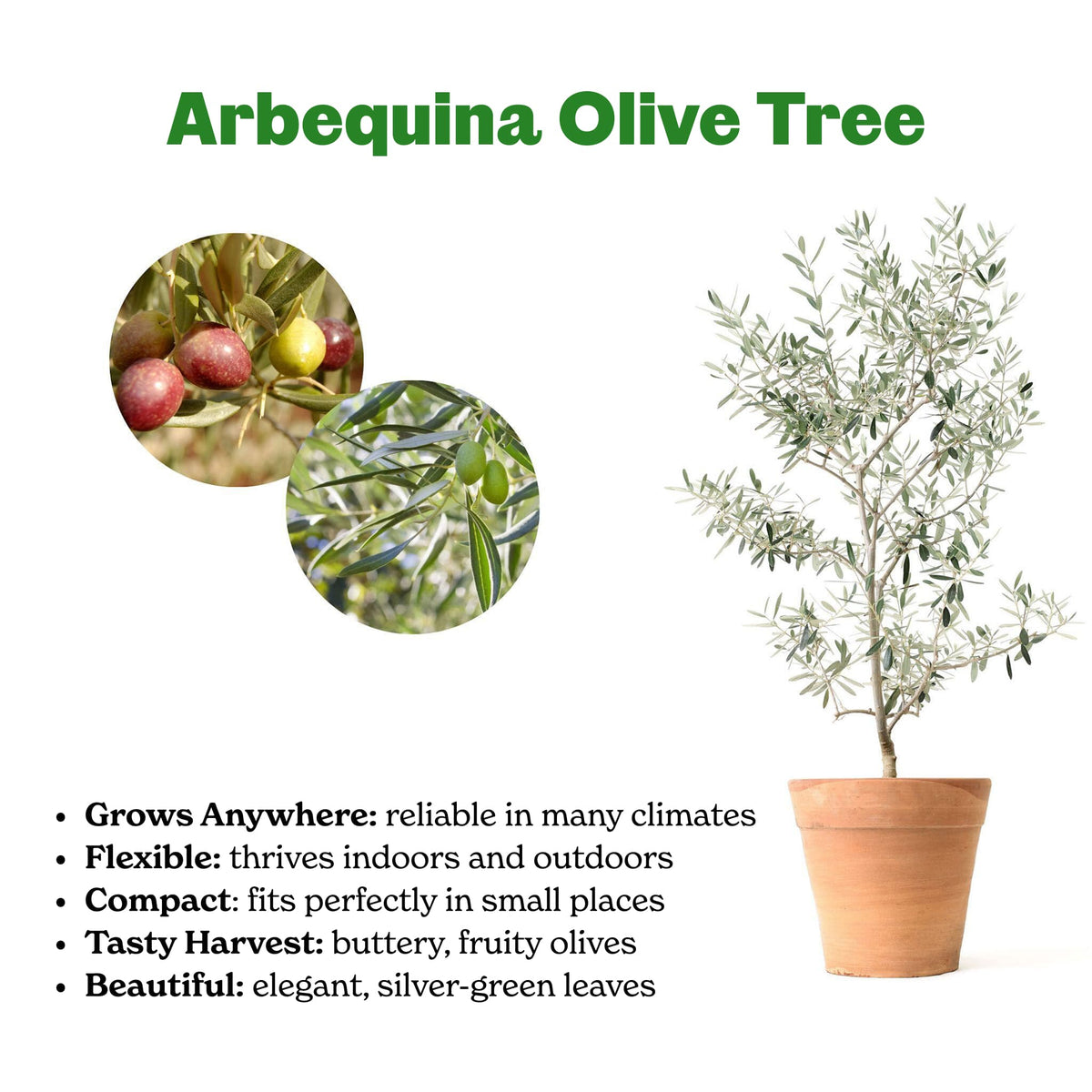 Arbequina Olive Tree product infographic showing a potted tree, olive fruit close-ups, and key plant features.