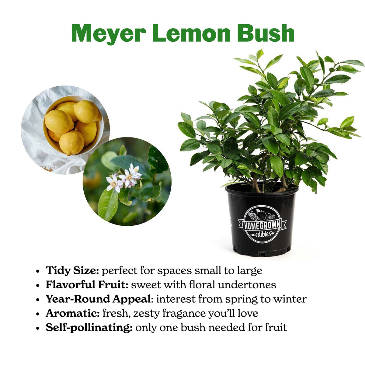 Product infographic for a Meyer Lemon Bush detailing key features, lemons, and citrus blossoms.