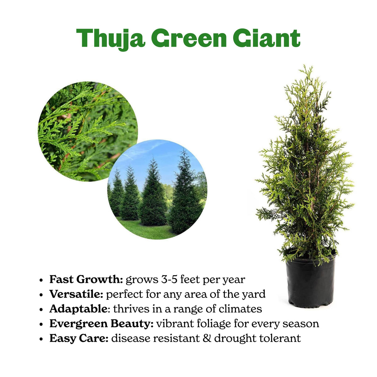 Infographic showing a potted Thuja Green Giant tree with key features and plant photos.