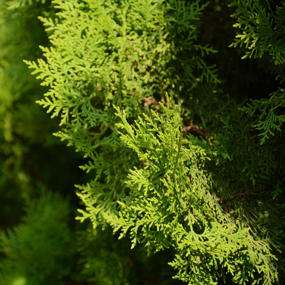 Close-up view of bright green, spray-like foliage branches on an Italian Cypress tree illuminated by sunlight.