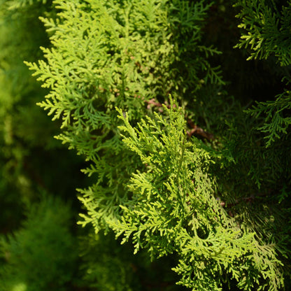 Close-up view of bright green, spray-like foliage branches on an Italian Cypress tree illuminated by sunlight.