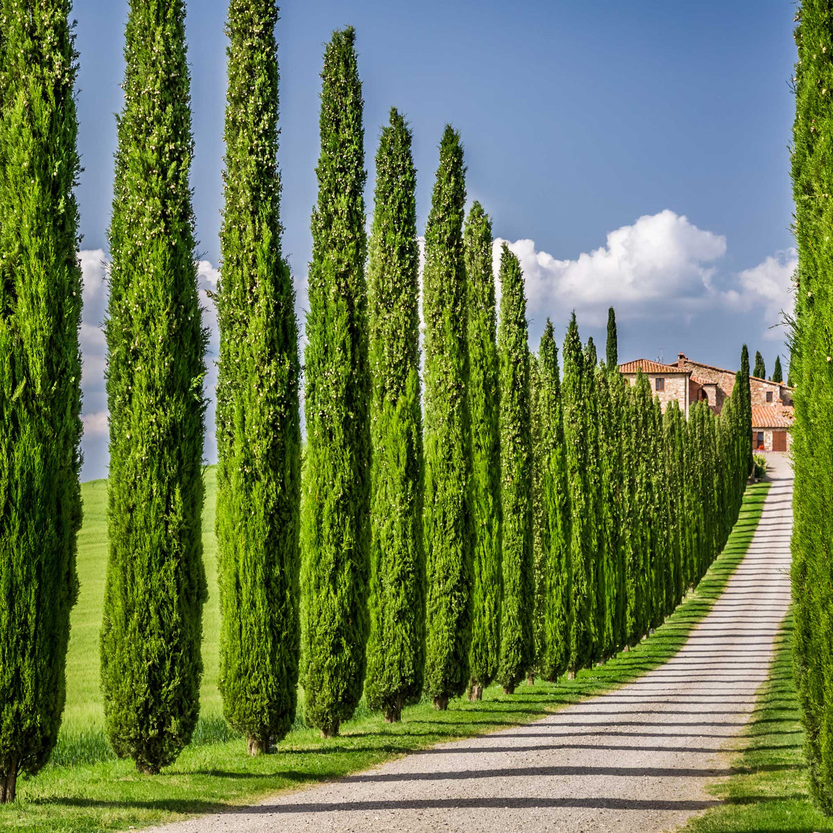 A row of tall, narrow Italian Cypress trees lining a gravel driveway leading to a Tuscan-style villa under a bright sky with light clouds.