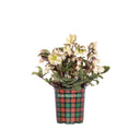 Ivory Prince Hellebore in a plaid pot with 'Monrovia' branding on a white background