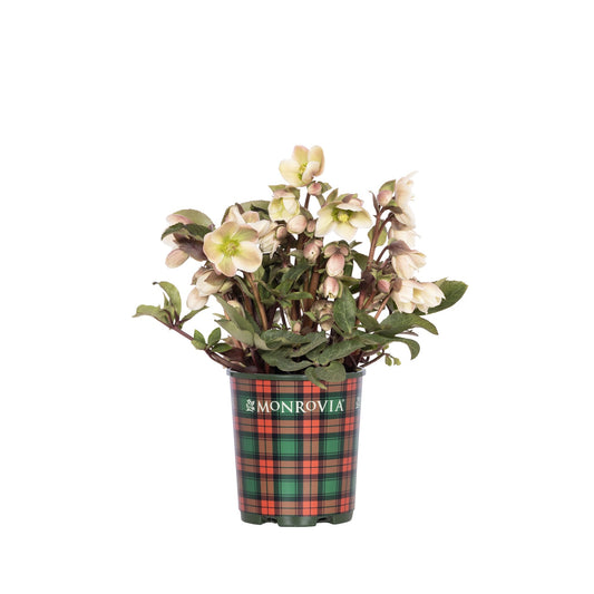 Ivory Prince Hellebore in a plaid pot with 'Monrovia' branding on a white background