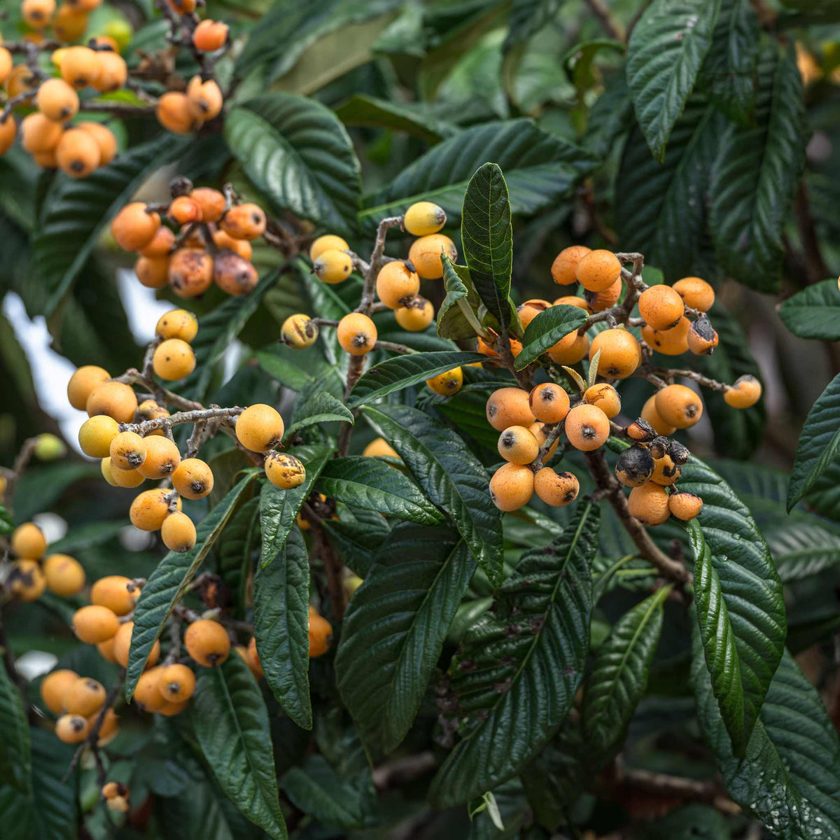 Ripe yellow loquat fruit hanging on a leafy Japanese Loquat branch.
