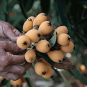 Young Japanese Loquat tree in a black nursery pot on a white background.