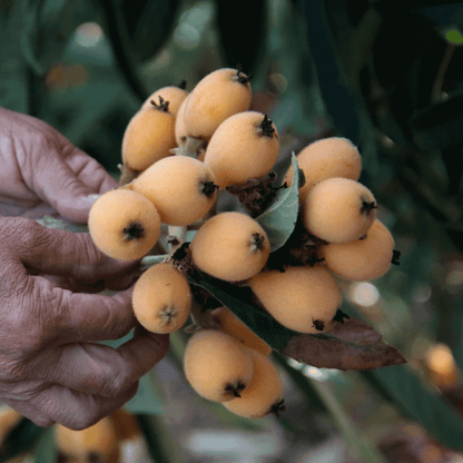Young Japanese Loquat tree in a black nursery pot on a white background.