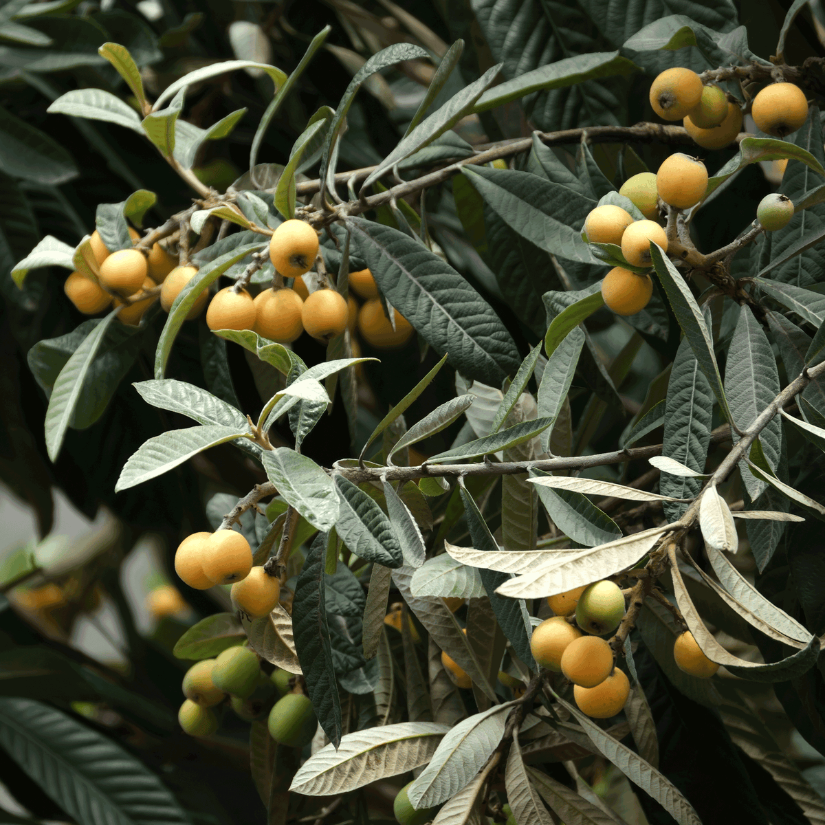 Clusters of small, round yellow loquat fruits ripening alongside green foliage on the leafy branches of a Japanese Loquat tree.