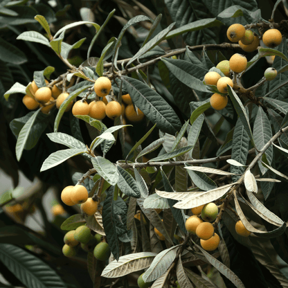 Clusters of small, round yellow loquat fruits ripening alongside green foliage on the leafy branches of a Japanese Loquat tree.